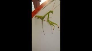 A Green Praying Mantis Like a Pet