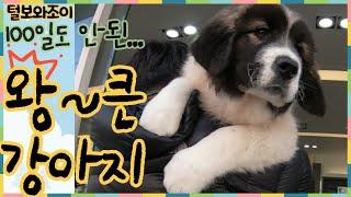 왕큰강아지caucasian shepherd dog(초대형견가족 이야기)털보와조이