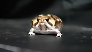 The mysterious dance of the Rain frog