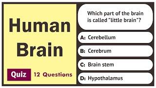 Human Brain Quiz | 12 Questions | General Science Quiz