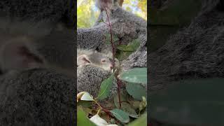 The cutest time of the year - koala joey season!