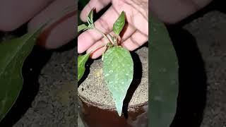 How to grow chili tree with alovera #ytshorts  #shortsfeed #shortvideo