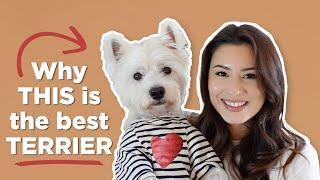 5 Reasons Why You Should Get A Westie Dog in 2025