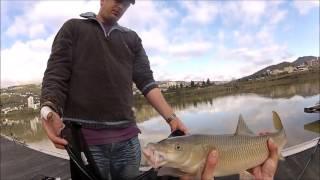 pesca aos barbos e gardons com minhoca, barbel and roach fishing with earthworms