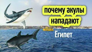 ПОЧЕМУ АКУЛЫ НАПАДАЮТ Как избежать трагедий в море️why do sharks attack