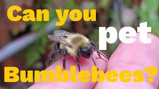 Can you pet a Bumblebee?