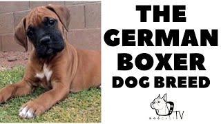 Everything you need to know - GERMAN BOXER Dog Breed - DogCastTV!