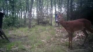 NaturNørd 123. Skjult Kamera i Naturen.