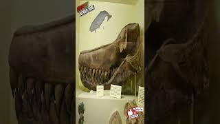 Leviatan Tales: Unearthing the Truth About Giant Sea Monsters  #MarineBiology #Cryptozoology