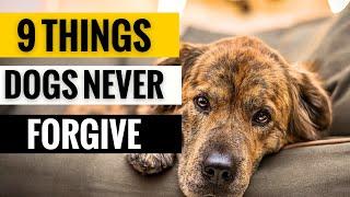 9 Things a Dog Will NEVER Forgive