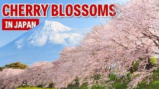 When to See Cherry Blossoms in Japan