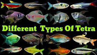 Different Types Of Tetra Fish | Tetra Fish Varieties