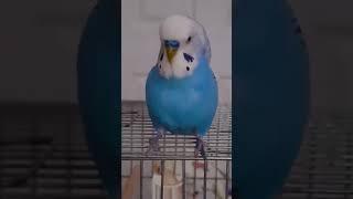 Budgie Says Good Morning – Too Cute to Miss! #birds  #viral #parakeet #shorts