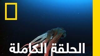 زواحف مخيفة | بري وعجيب | ناشونال جيوغرافيك أبوظبي