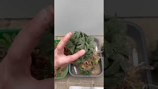 ГИГАНТСКАЯ ХАВОРТИЯ GIANT HAWORTHIA SUCCULENTS PLANTS