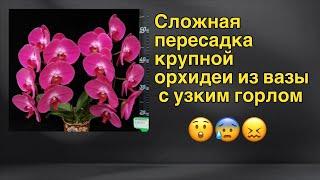 Приглашаю на стрим для новичков - пересадка из Закрытой Системы орхидеи с огромной корневой!