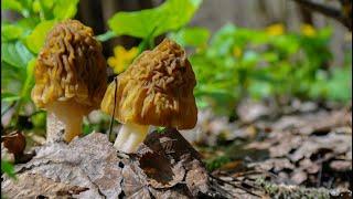 Morel cap. How and where to find this mushroom