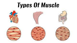 Types of muscle - GCSE PE Revision