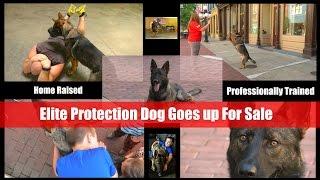 Huggable Security Video Brochure Home Raised Personal Protection By Protection Dog Sales Prufenpuden