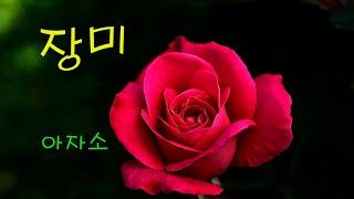 아자소/ 장미