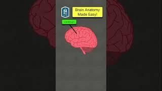  Anatomy & Functions of the Brain Explained in 60 Seconds! [Nursing, NCLEX Made Easy]