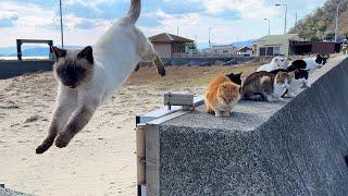 Travel to Japan's amazing cat island! Healed by friendly cats