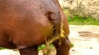 Hippo gets explosive diarrhea clip