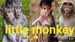 Haryanvi Bandar aur bandariya ka Khel ll funny video Manish Sonkar production