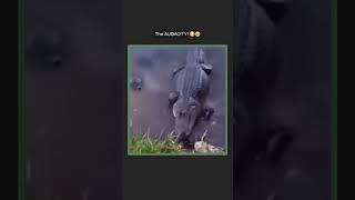 Turtle Steals Croc's Food