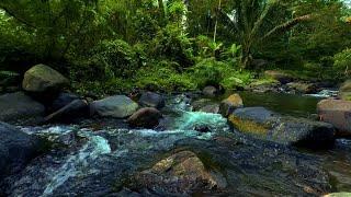 Asmr Relaxing River Sounds to help sleep, eliminate insomnia, relieve stress, for meditation