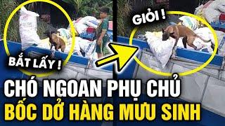 Đỉnh cao chú chó BỐC HÀNG PHỤ CHỦ kiếm cơm, không khác gì một LAO ĐỘNG THỰC THỤ | Tin 3 Phút