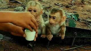 Oh! baby cheko and santa  is very hungry for milk, she is sitting and spitting, she is pouring milk