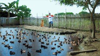 Amazing Modern Duck Farming - Free-ranging Hundreds of DUCK BREEDERS! Basic guide for beginners!