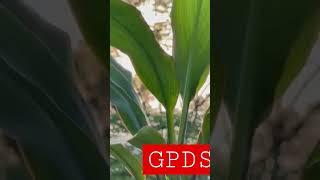 low care plant and lovely plant #gardeningpointds #plant