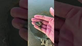 How to Find Sand Piggies #shorts