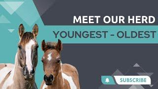 Meet Our Herd - Youngest To Oldest
