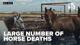 Elk City rodeo company loses over 50 horses to potentially tainted feed