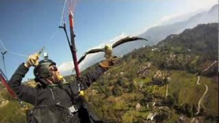 Parahawking in Nepal - Egyptian Vulture Cam v4 (EVCv4)