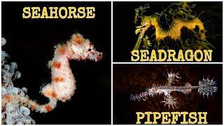 SEAHORSE, SEADRAGON AND PIPEFISH. (SYNGNATHIDAE FAMILY)