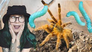 Spider LITERALLY *HISSES* AT ME (yes they CAN HISS) Feeding my Tarantulas GUMMY WORMS! 200K Special