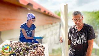 Строим дом на хуторе, утепляем армопояс пенополистиролом. Собираем урожай орехов!