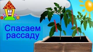 Рассада помидор вытянулась, что делать? Два эффективных приема против вытягивания.