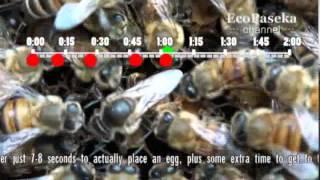 Как пчелиная матка откладывает яйца | How a Queen Bee is Laying Eggs