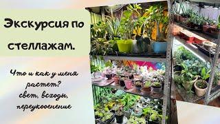 Обзор моих растений и освещения | что выросло из семян | домашняя мини оранжерея