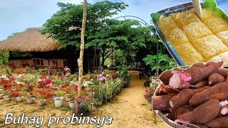 BUHAY PROBINSYA | Harvest cassava in the farm | Cook nilupak at suman kamoteng kahoy | Biag ti away