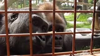 The Calgary Zoo's Gorillas Entertained by Caterpillar