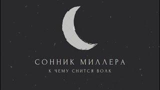 К чему снится волк: толкование сна. Сонник Миллера
