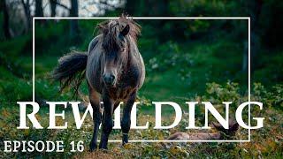 Rewilding // Vild natur i Mols Bjerge // Naturformidling, dansk naturfilm // Naturnationalpark