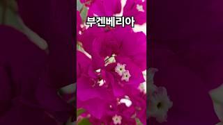 꽃이팡팡 ~ 부겐베리아 ~