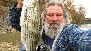 Hybrid Striped Bass Fishing